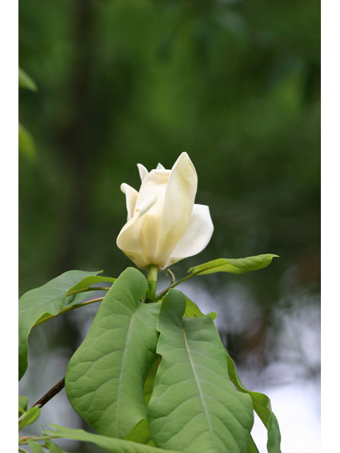 Magnolia pyramidata (Pyramid magnolia) #36507