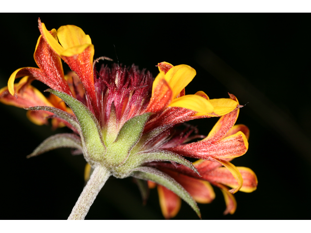 Gaillardia aestivalis var. aestivalis (Lanceleaf blanketflower) #36509