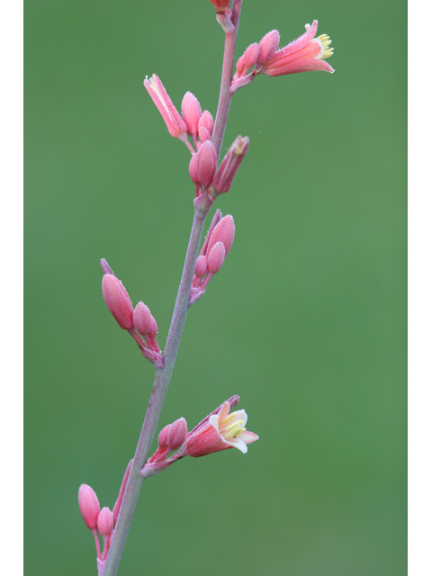 Hesperaloe parviflora (Red yucca) #36515