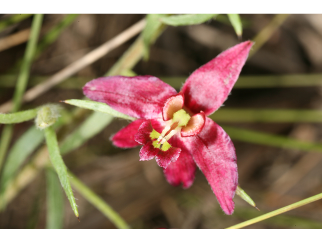 Krameria lanceolata (Trailing krameria) #36523