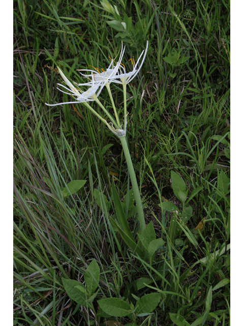 Hymenocallis liriosme (Texas spiderlily) #36536