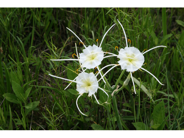 Hymenocallis liriosme (Texas spiderlily) #36537