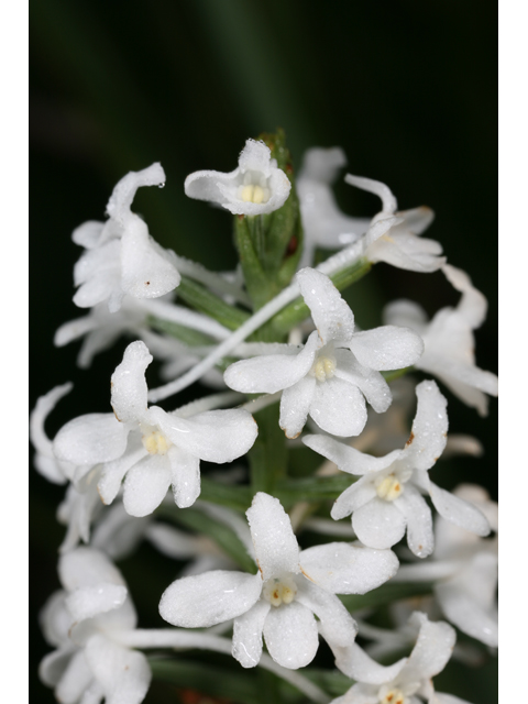 Platanthera nivea (Snowy orchid) #36550