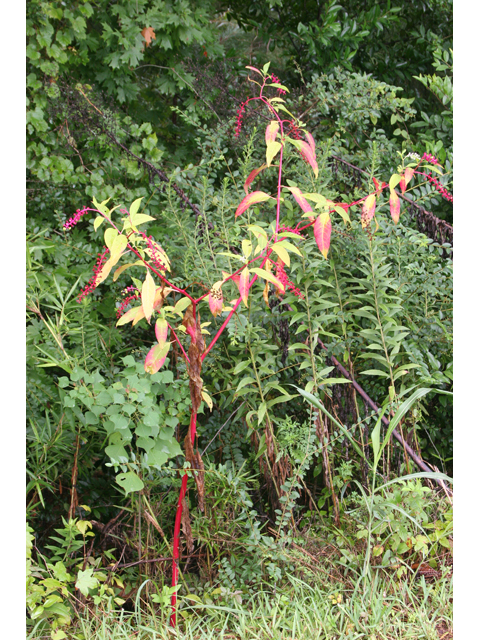 Phytolacca americana (American pokeweed) #36628