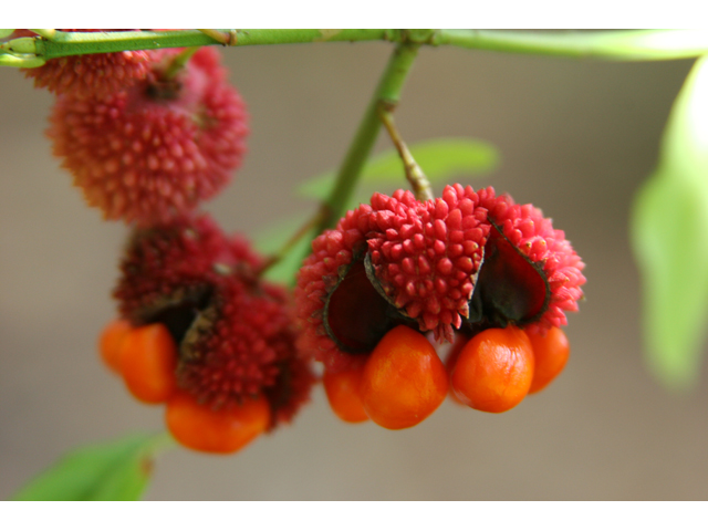 Euonymus americanus (American strawberry bush) #36670