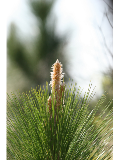 Pinus palustris (Longleaf pine) #36809