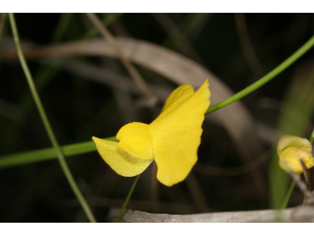 Utricularia subulata (Zigzag bladderwort) #36813