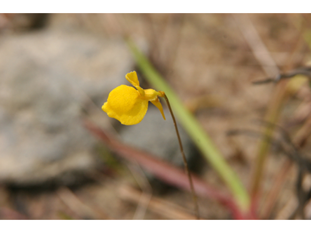 Utricularia cornuta (Horned bladderwort) #36857