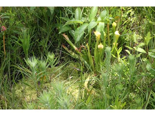 Sarracenia alata (Yellow trumpets) #36877