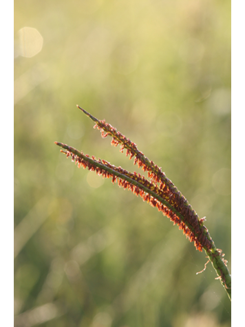 Tripsacum dactyloides (Eastern gamagrass) #36880