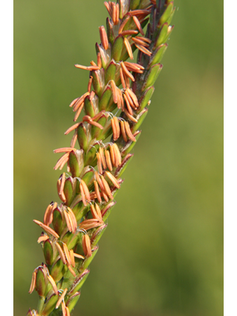 Tripsacum dactyloides (Eastern gamagrass) #36888