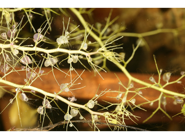 Utricularia gibba (Humped bladderwort) #36910