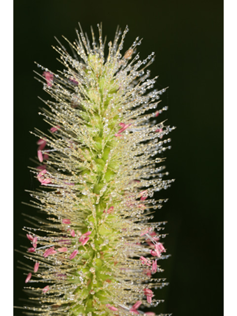 Setaria parviflora (Marsh bristlegrass) #36914