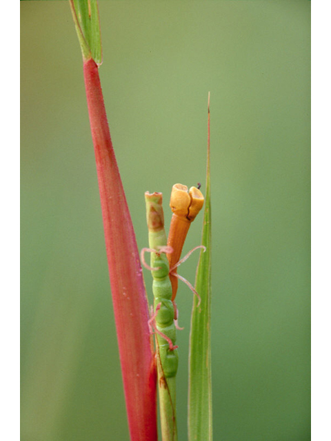Tripsacum dactyloides (Eastern gamagrass) #36915