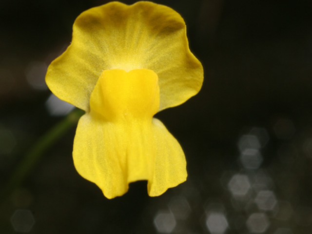 Utricularia gibba (Humped bladderwort) #36929