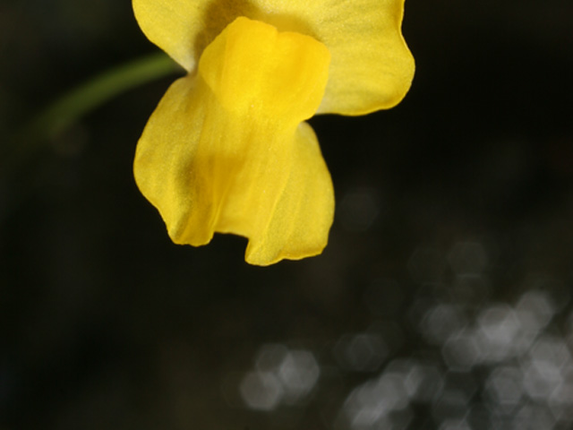 Utricularia gibba (Humped bladderwort) #36930