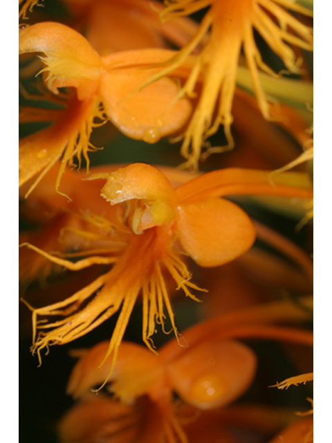 Platanthera chapmanii (Chapman's fringed orchid) #36932