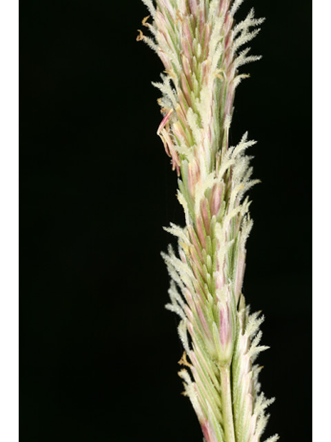 Spartina spartinae (Gulf cordgrass) #36941