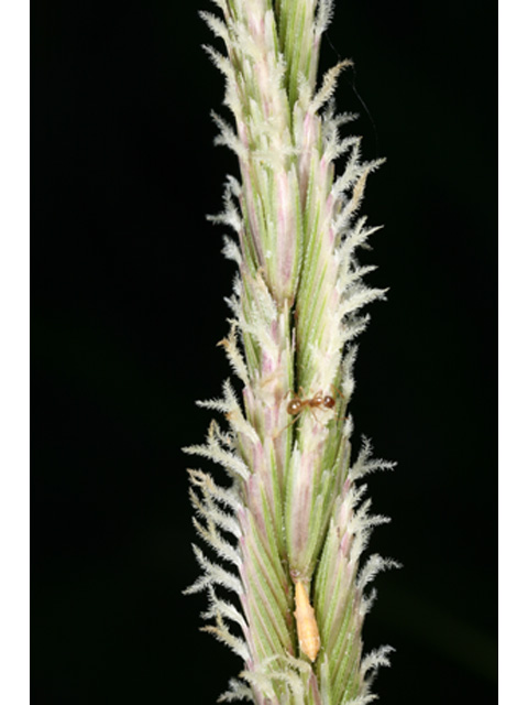 Spartina spartinae (Gulf cordgrass) #36944