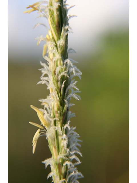 Spartina spartinae (Gulf cordgrass) #36952