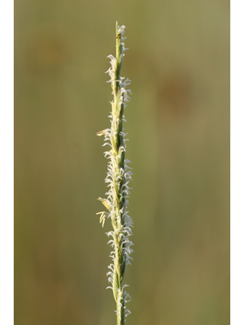 Spartina spartinae (Gulf cordgrass) #36953