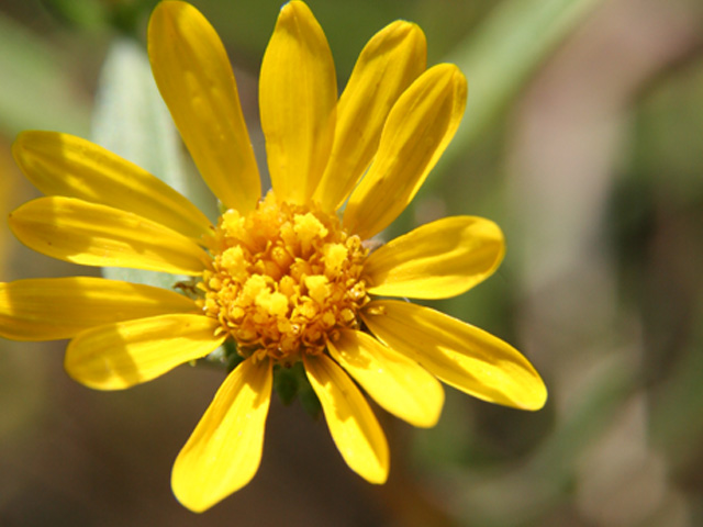 Rayjacksonia aurea (Houston camphor-daisy) #36956