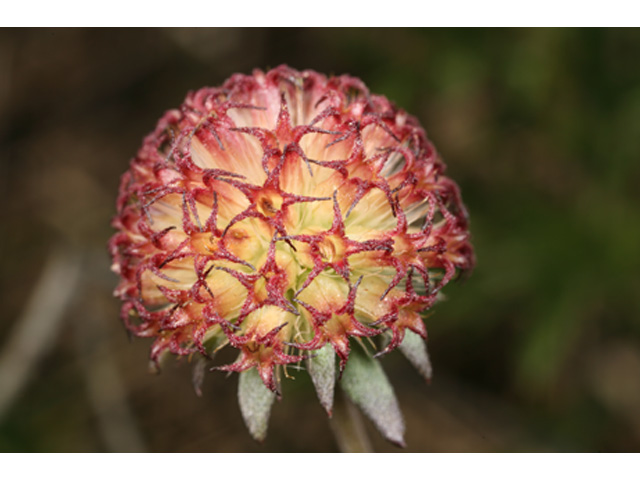 Gaillardia aestivalis var. aestivalis (Lanceleaf blanketflower) #36992