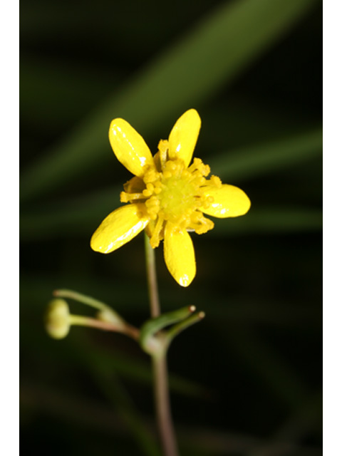 Ranunculus pusillus (Low spearwort) #37045