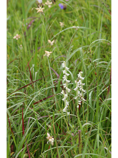 Spiranthes vernalis (Spring ladies'-tresses) #37090