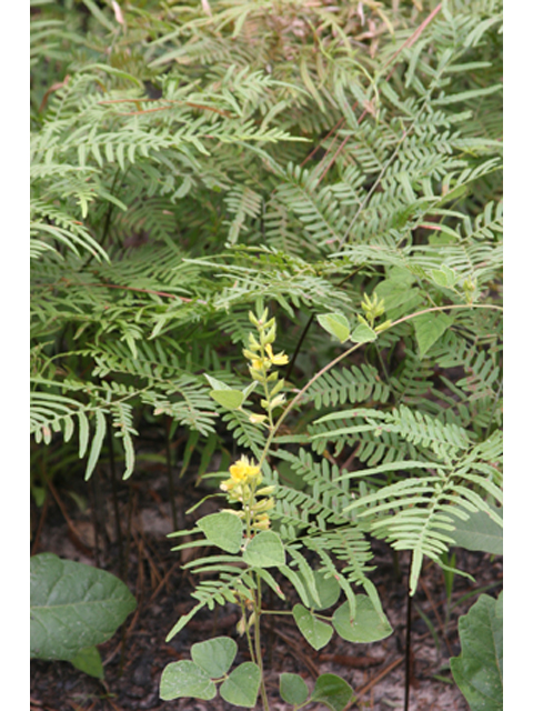 Rhynchosia latifolia (Prairie snoutbean) #37125