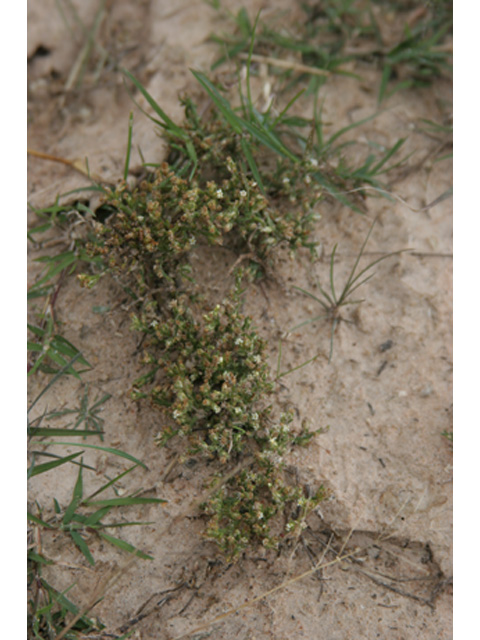 Thurovia triflora (Threeflower snakeweed) #37203