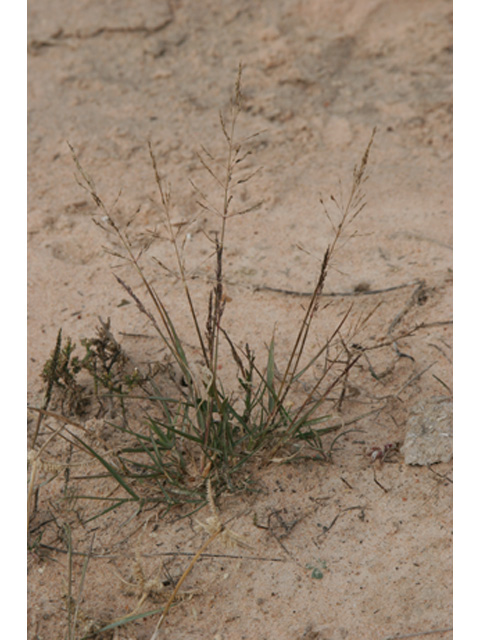 Sporobolus pyramidatus (Whorled dropseed) #37210