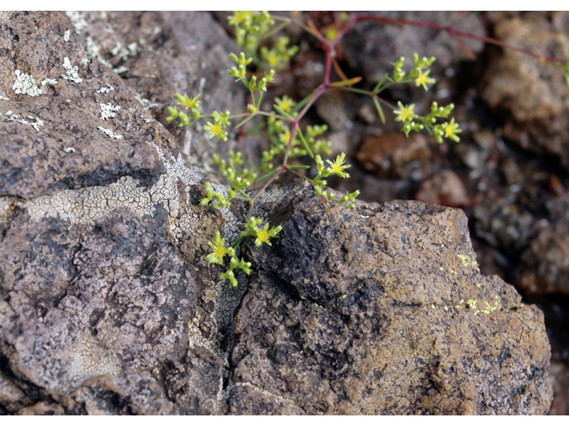Paronychia monticola (Livermore nailwort) #51814