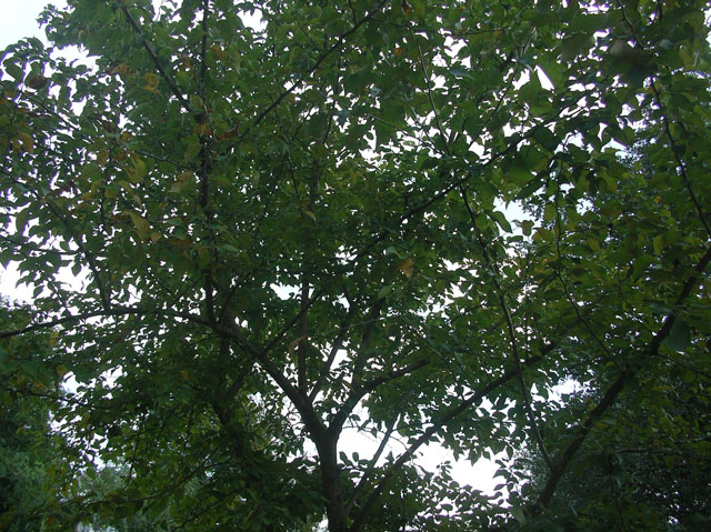 Maclura pomifera (Osage orange) #20105