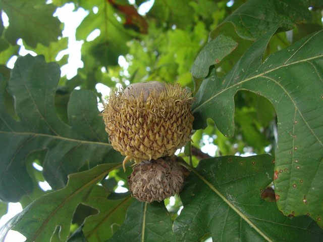 Quercus macrocarpa (Bur oak) #20134