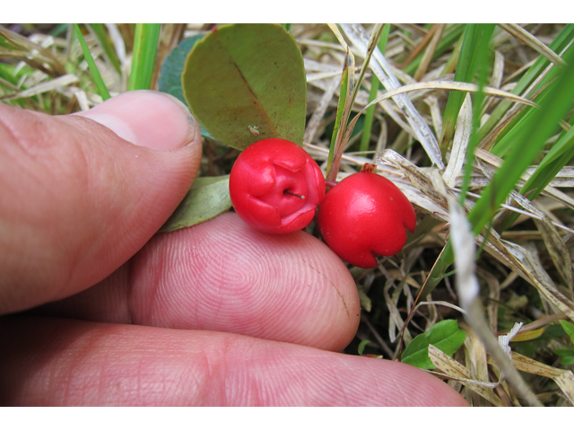 Gaultheria procumbens (Eastern teaberry) #33748