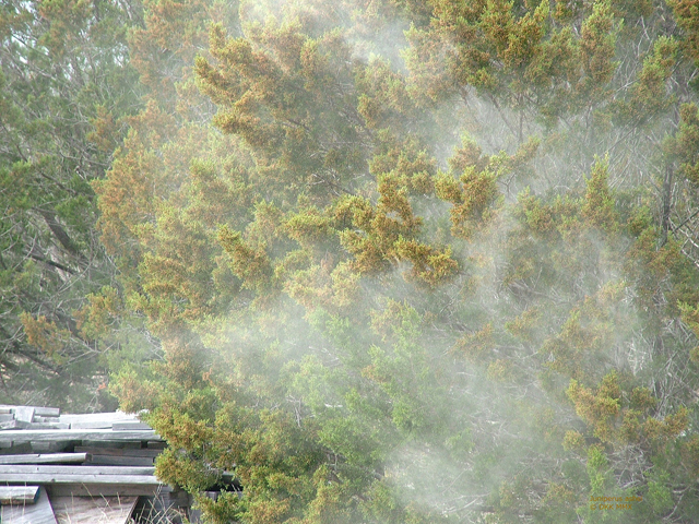 Juniperus ashei (Ashe juniper) #28571