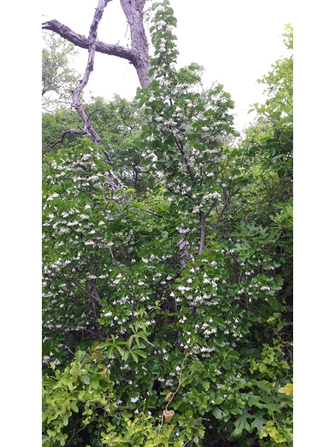 Styrax platanifolius ssp. platanifolius (Sycamoreleaf snowbell) #47443