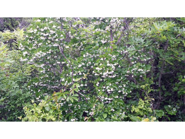 Styrax platanifolius ssp. platanifolius (Sycamoreleaf snowbell) #47446