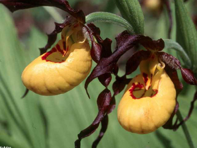 Cypripedium parviflorum (Yellow lady's-slipper orchid) #15387