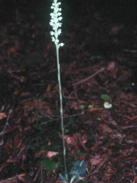 Goodyera pubescens (Downy rattlesnake plantain) #15398