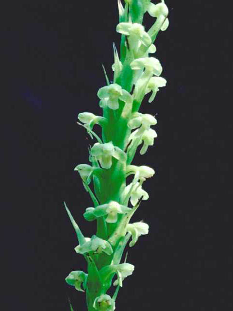 Platanthera flava var. herbiola (Palegreen orchid) #15423