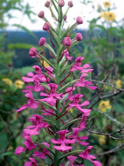 Platanthera peramoena (Purple fringeless orchid) #15436