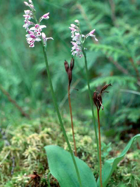 Amerorchis rotundifolia (Roundleaf orchid) #15463