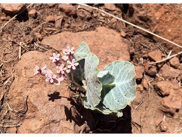 Asclepias nummularia (Tufted milkweed) #47491