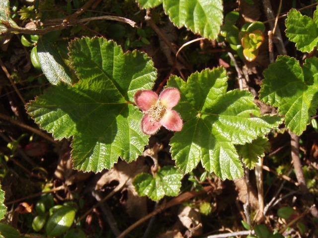 Rubus chamaemorus (Cloudberry) #27759