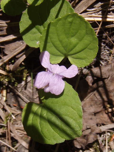 Viola epipsila (Dwarf marsh violet) #27779