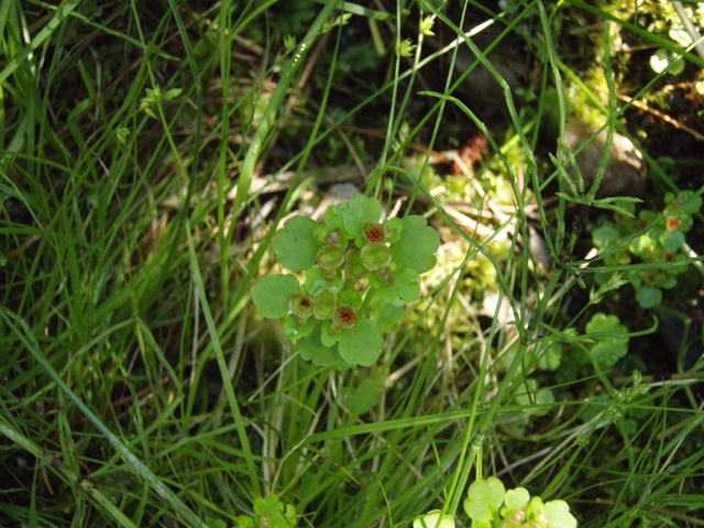 Chrysosplenium tetrandrum (Northern golden saxifrage) #27801