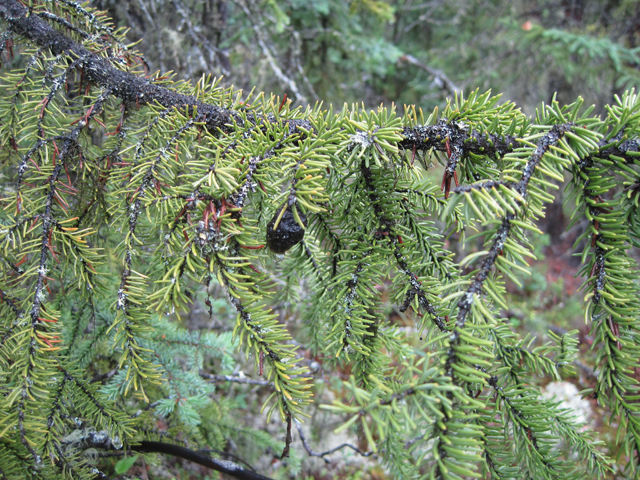 Picea mariana (Black spruce) #28665