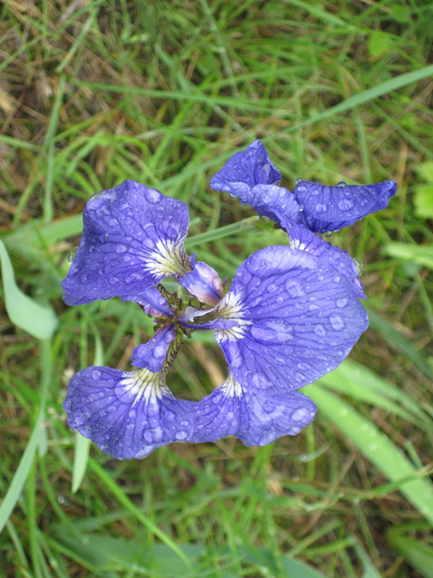 Iris setosa (Beachhead iris) #28670